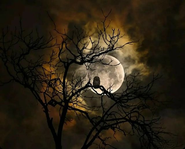 Image on an owl sitting on the branch of a leafless tree in a dark night